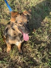 KYLIAN, Hund, Mischlingshund in Italien - Bild 3