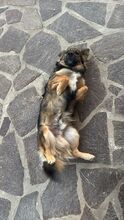 KYLIAN, Hund, Mischlingshund in Italien - Bild 4