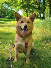 NEBRASKA, Hund, Mischlingshund in Hamburg - Bild 1