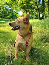 NEBRASKA, Hund, Mischlingshund in Hamburg - Bild 2