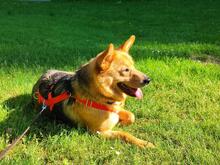 NEBRASKA, Hund, Mischlingshund in Hamburg - Bild 3