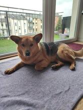 NEBRASKA, Hund, Mischlingshund in Hamburg - Bild 4