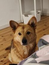 NEBRASKA, Hund, Mischlingshund in Hamburg - Bild 5