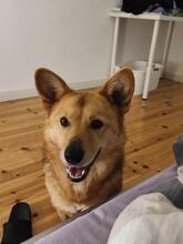 NEBRASKA, Hund, Mischlingshund in Hamburg - Bild 6