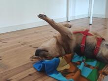 NEBRASKA, Hund, Mischlingshund in Hamburg - Bild 7