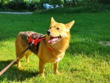 NEBRASKA, Hund, Mischlingshund in Hamburg - Bild 8