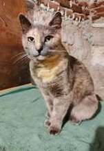 MHINA, Katze, Europäisch Kurzhaar in Bulgarien