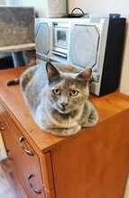 MHINA, Katze, Europäisch Kurzhaar in Bulgarien - Bild 4