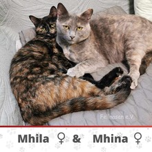 MHINA, Katze, Europäisch Kurzhaar in Bulgarien - Bild 6