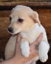 HAILEY, Hund, Mischlingshund in Rumänien