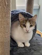 LANA, Katze, Europäisch Kurzhaar in Bulgarien