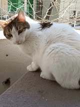 LANA, Katze, Europäisch Kurzhaar in Bulgarien - Bild 10