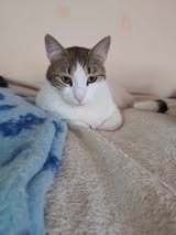 LANA, Katze, Europäisch Kurzhaar in Bulgarien - Bild 11