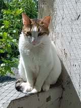 LANA, Katze, Europäisch Kurzhaar in Bulgarien - Bild 12
