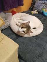 LANA, Katze, Europäisch Kurzhaar in Bulgarien - Bild 2