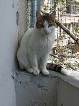 LANA, Katze, Europäisch Kurzhaar in Bulgarien - Bild 5