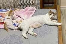 LANA, Katze, Europäisch Kurzhaar in Bulgarien - Bild 6