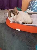 LANA, Katze, Europäisch Kurzhaar in Bulgarien - Bild 7