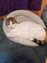 LANA, Katze, Europäisch Kurzhaar in Bulgarien - Bild 8