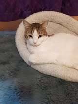 LANA, Katze, Europäisch Kurzhaar in Bulgarien - Bild 9