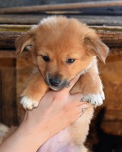 ELLIE, Hund, Mischlingshund in Rumänien