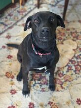 LUNA, Hund, Mischlingshund in Flensburg - Bild 1