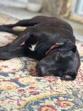 LUNA, Hund, Mischlingshund in Flensburg - Bild 2