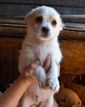 FLYNN, Hund, Mischlingshund in Rumänien