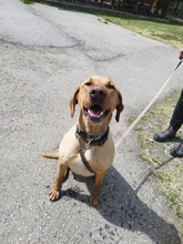 BUBOREK, Hund, Mischlingshund in Ungarn - Bild 1