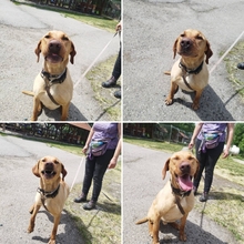 BUBOREK, Hund, Mischlingshund in Ungarn - Bild 2