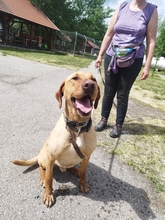 BUBOREK, Hund, Mischlingshund in Ungarn - Bild 3