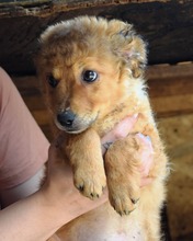 PEACHES, Hund, Mischlingshund in Rumänien