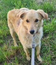 MIMMO, Hund, Mischlingshund in Burgstetten - Bild 1