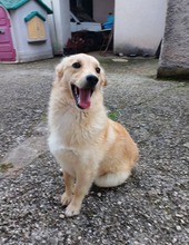 MIMMO, Hund, Mischlingshund in Burgstetten - Bild 2