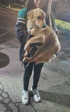 MIMMO, Hund, Mischlingshund in Burgstetten - Bild 3