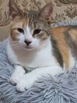 TITA, Katze, Europäisch Kurzhaar in Bulgarien