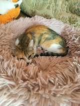 TITA, Katze, Europäisch Kurzhaar in Bulgarien - Bild 10