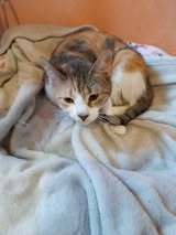 TITA, Katze, Europäisch Kurzhaar in Bulgarien - Bild 11