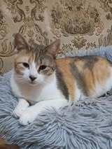 TITA, Katze, Europäisch Kurzhaar in Bulgarien - Bild 2