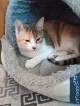 TITA, Katze, Europäisch Kurzhaar in Bulgarien - Bild 3