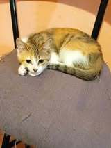 TITA, Katze, Europäisch Kurzhaar in Bulgarien - Bild 4