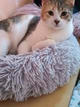 TITA, Katze, Europäisch Kurzhaar in Bulgarien - Bild 6