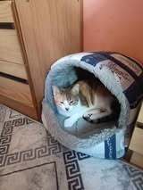 TITA, Katze, Europäisch Kurzhaar in Bulgarien - Bild 7