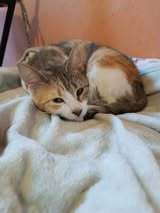 TITA, Katze, Europäisch Kurzhaar in Bulgarien - Bild 8