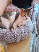 TITA, Katze, Europäisch Kurzhaar in Bulgarien - Bild 9
