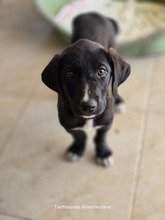PANGEO, Hund, Mischlingshund in Griechenland - Bild 1