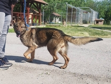 SKIZI, Hund, Deutscher Schäferhund-Mix in Ungarn - Bild 1