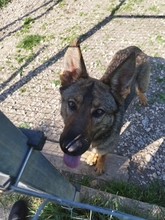SKIZI, Hund, Deutscher Schäferhund-Mix in Ungarn - Bild 2