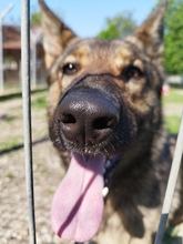 SKIZI, Hund, Deutscher Schäferhund-Mix in Ungarn - Bild 3