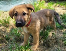NIKA, Hund, Mischlingshund in Rumänien - Bild 3